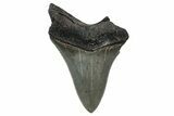 Bargain, , Fossil Megalodon Tooth - Georgia #338844-1